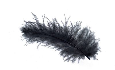feather-648481_640